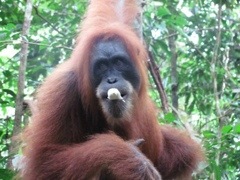 Orang Utang, Sumatra