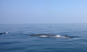 Blåhval ud for Sri Lanka