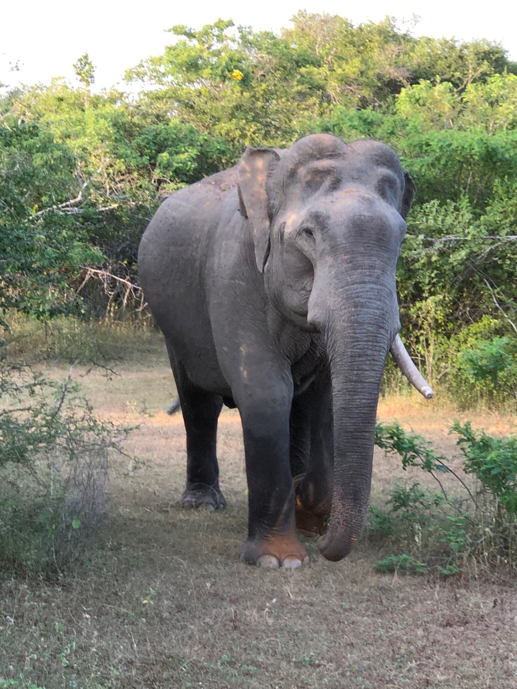 Yala Nationalpark, Sri&nbsp;Lanka