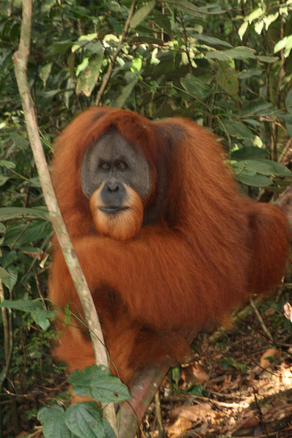 Sumatra 2015 photoserie